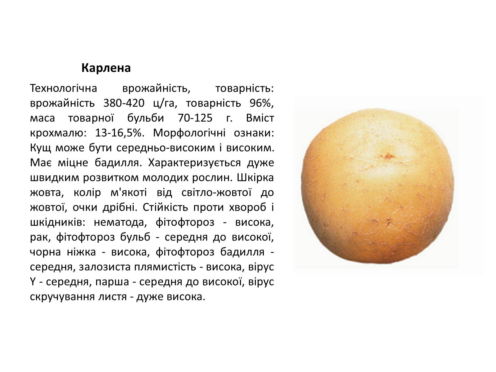 Презентація на тему «Сорти картоплі поширені в Україні» - Слайд #7 Презентація на тему «Сорти картоплі поширені в Україні» - Слайд #7