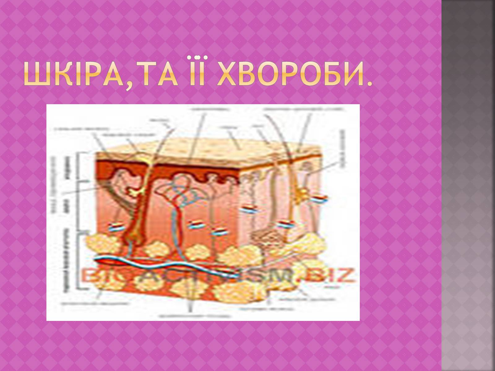 Презентація на тему «Шкіра, та її хвороби» - Слайд #1 Презентація на тему «Шкіра, та її хвороби» - Слайд #1