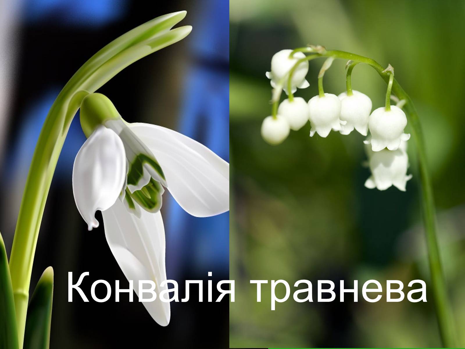 Презентація на тему «Конвалія травнева» - Слайд #1 Презентація на тему «Конвалія травнева» - Слайд #1