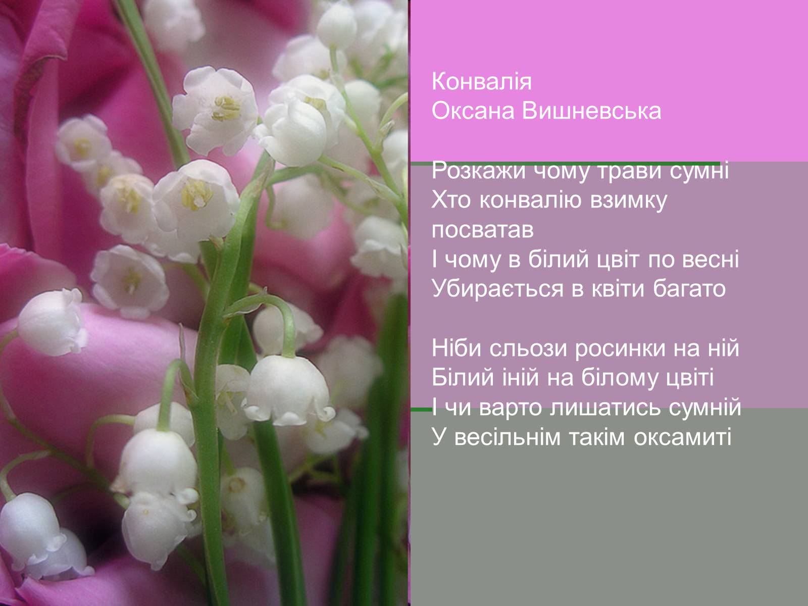 Презентація на тему «Конвалія травнева» - Слайд #10 Презентація на тему «Конвалія травнева» - Слайд #10