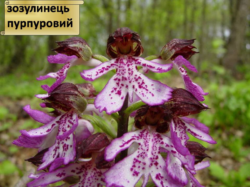 Презентація на тему «Червона книга України» (варіант 15) - Слайд #10 Презентація на тему «Червона книга України» (варіант 15) - Слайд #10
