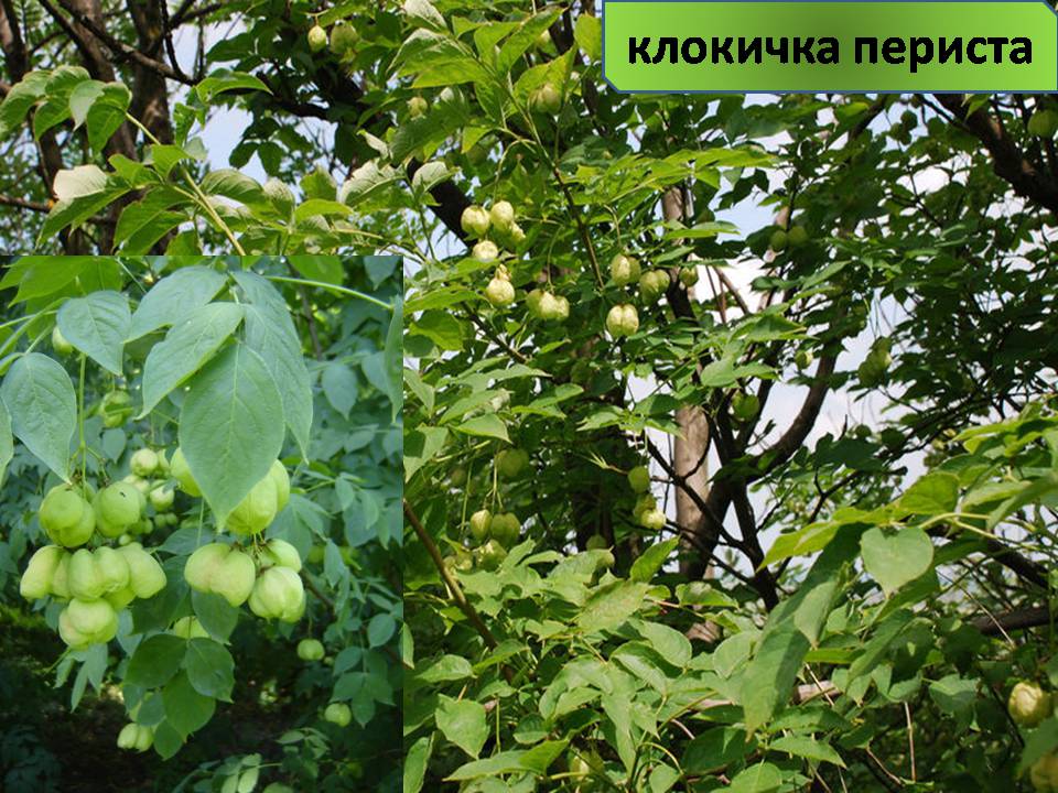 Презентація на тему «Червона книга України» (варіант 15) - Слайд #11 Презентація на тему «Червона книга України» (варіант 15) - Слайд #11