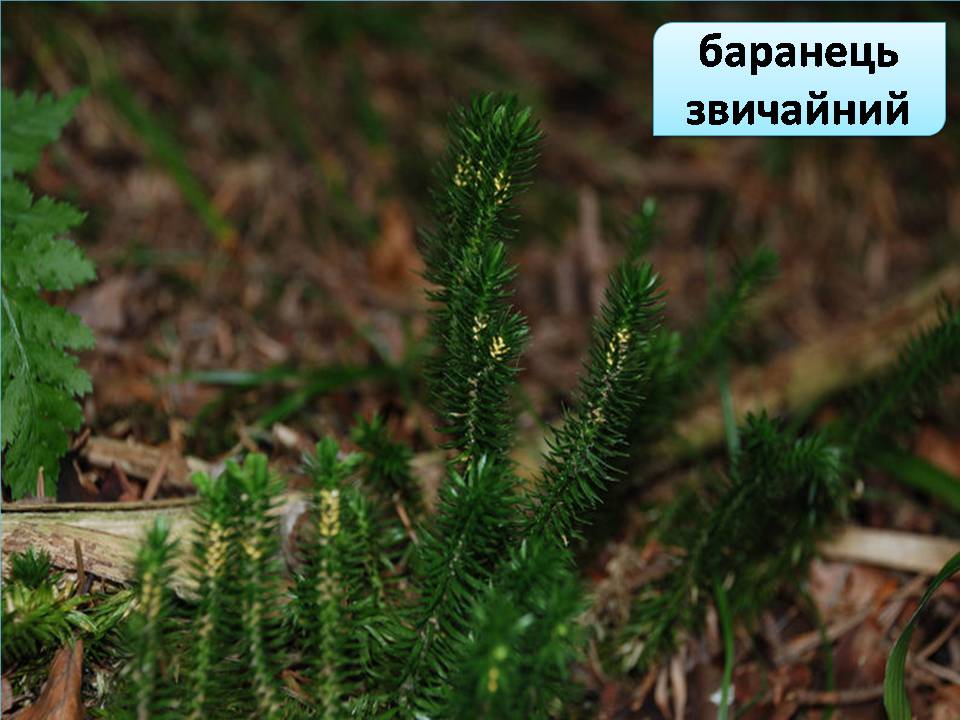 Презентація на тему «Червона книга України» (варіант 15) - Слайд #12 Презентація на тему «Червона книга України» (варіант 15) - Слайд #12