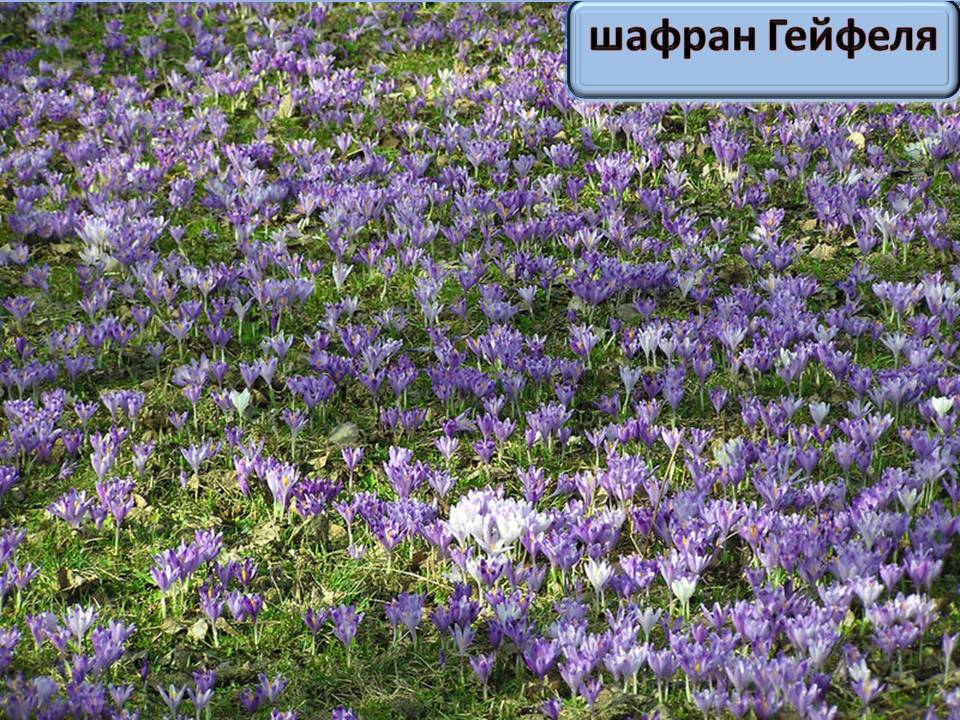 Презентація на тему «Червона книга України» (варіант 15) - Слайд #13 Презентація на тему «Червона книга України» (варіант 15) - Слайд #13