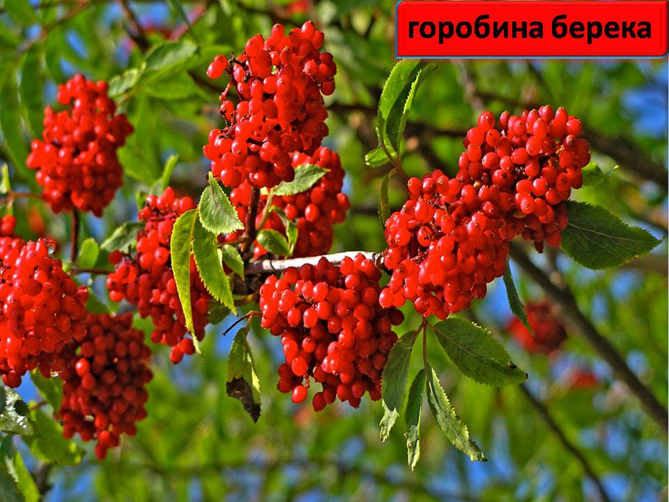 Презентація на тему «Червона книга України» (варіант 15) - Слайд #2 Презентація на тему «Червона книга України» (варіант 15) - Слайд #2