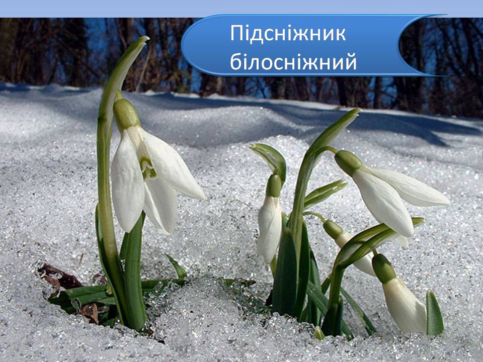Презентація на тему «Червона книга України» (варіант 15) - Слайд #3 Презентація на тему «Червона книга України» (варіант 15) - Слайд #3