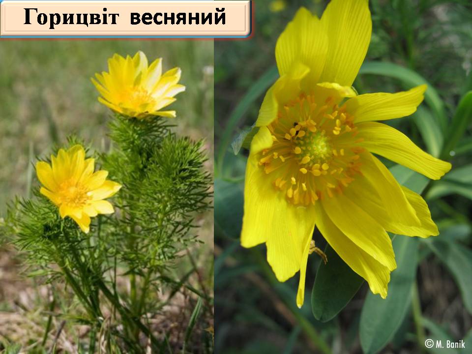 Презентація на тему «Червона книга України» (варіант 15) - Слайд #4 Презентація на тему «Червона книга України» (варіант 15) - Слайд #4