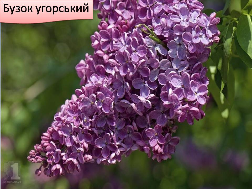 Презентація на тему «Червона книга України» (варіант 15) - Слайд #6 Презентація на тему «Червона книга України» (варіант 15) - Слайд #6