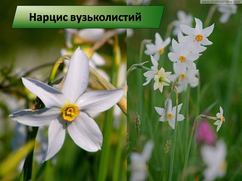 Презентація на тему «Червона книга України» (варіант 15) - Слайд #7 Презентація на тему «Червона книга України» (варіант 15) - Слайд #7