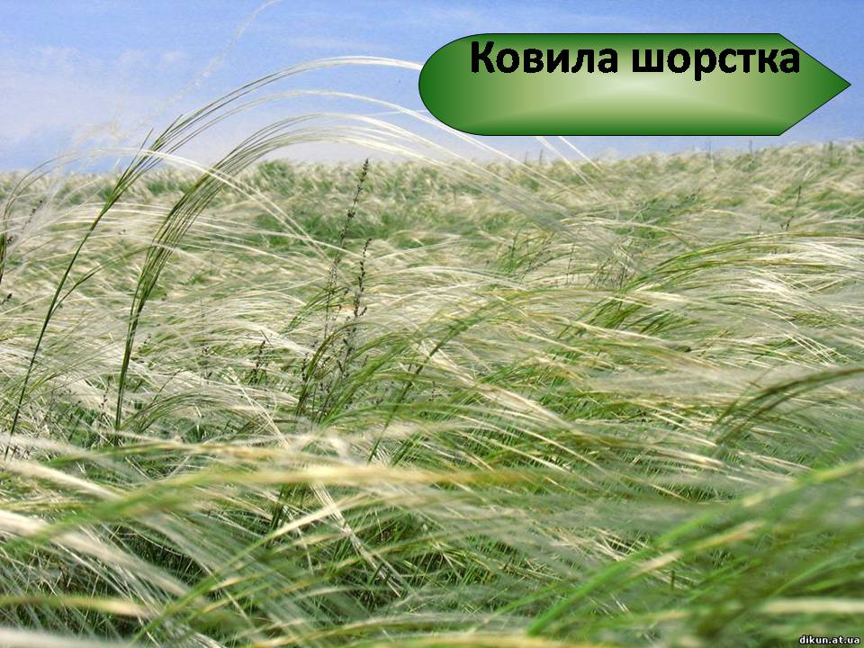Презентація на тему «Червона книга України» (варіант 15) - Слайд #8 Презентація на тему «Червона книга України» (варіант 15) - Слайд #8