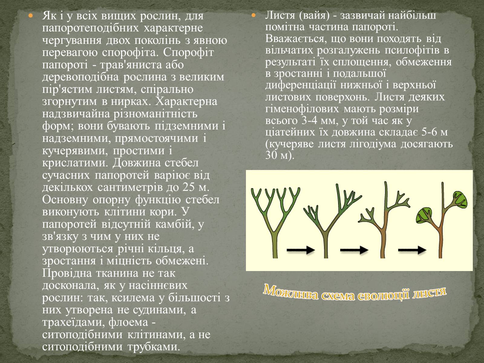 Презентація на тему «Папоротеподібні» (варіант 2) - Слайд #4 Презентація на тему «Папоротеподібні» (варіант 2) - Слайд #4