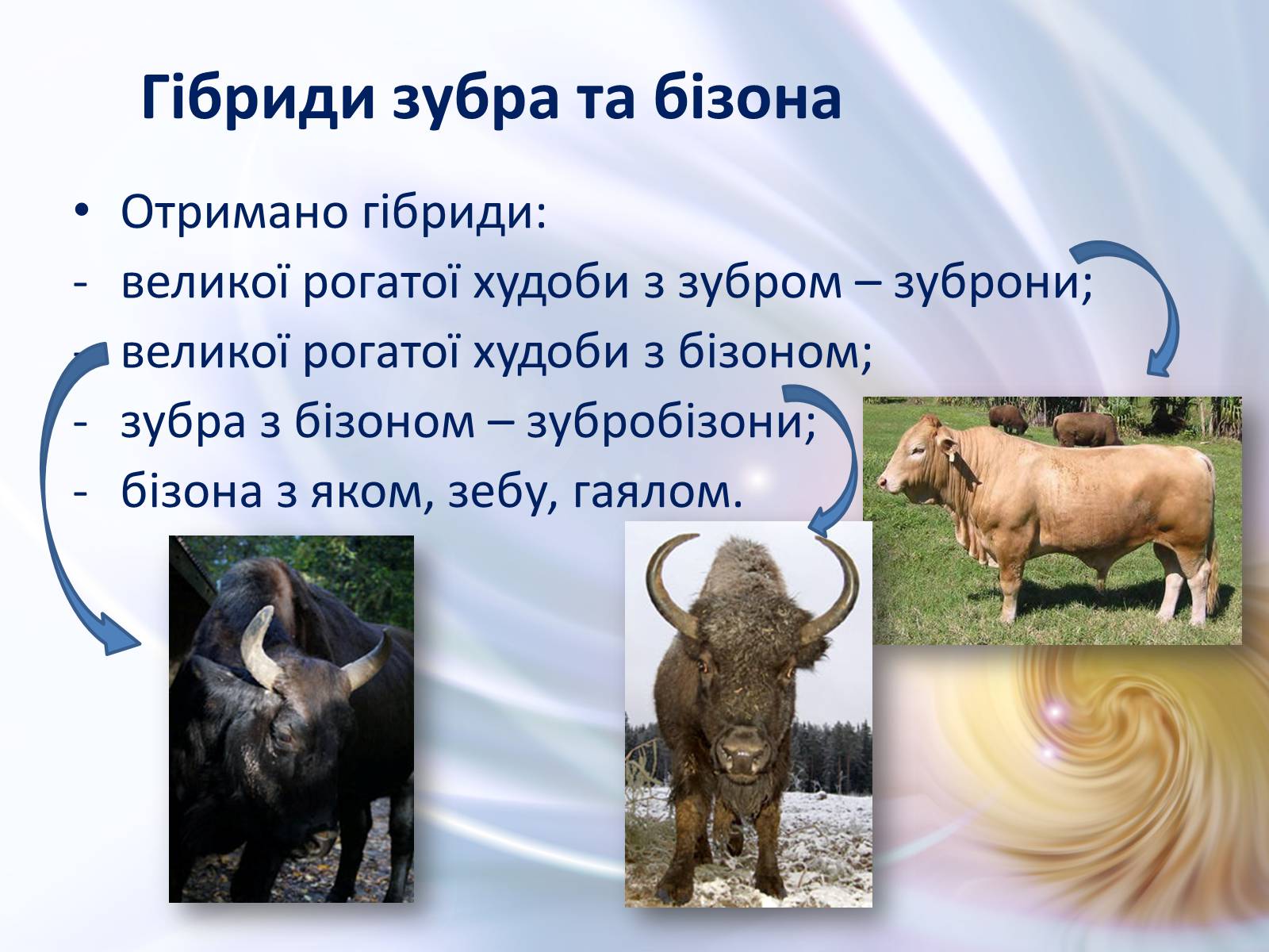 Презентація на тему «Віддалена гібридизація тварин» - Слайд #13 Презентація на тему «Віддалена гібридизація тварин» - Слайд #13