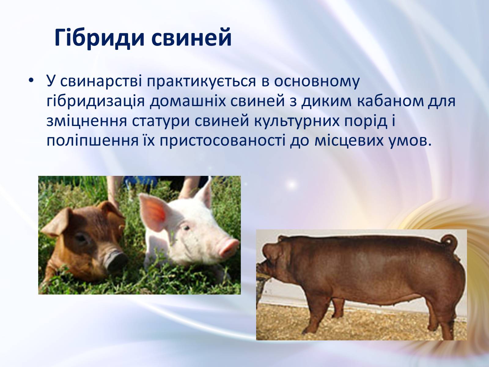 Презентація на тему «Віддалена гібридизація тварин» - Слайд #14 Презентація на тему «Віддалена гібридизація тварин» - Слайд #14
