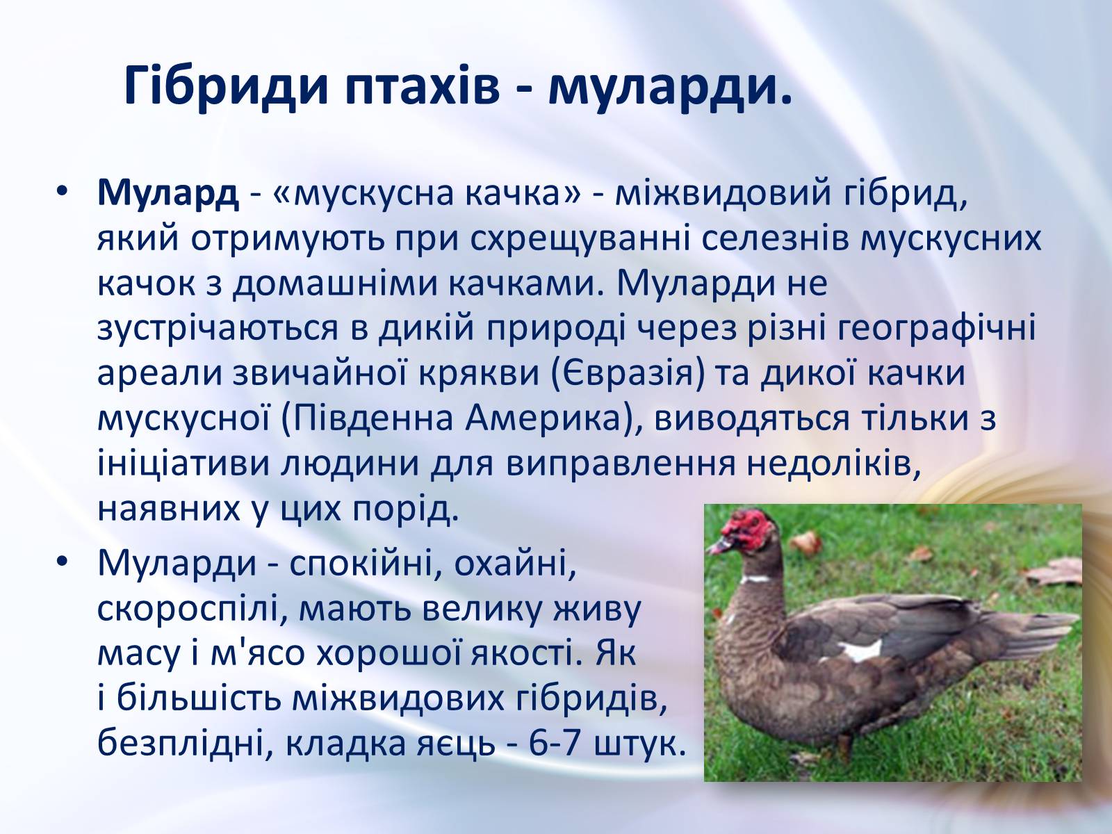 Презентація на тему «Віддалена гібридизація тварин» - Слайд #20 Презентація на тему «Віддалена гібридизація тварин» - Слайд #20