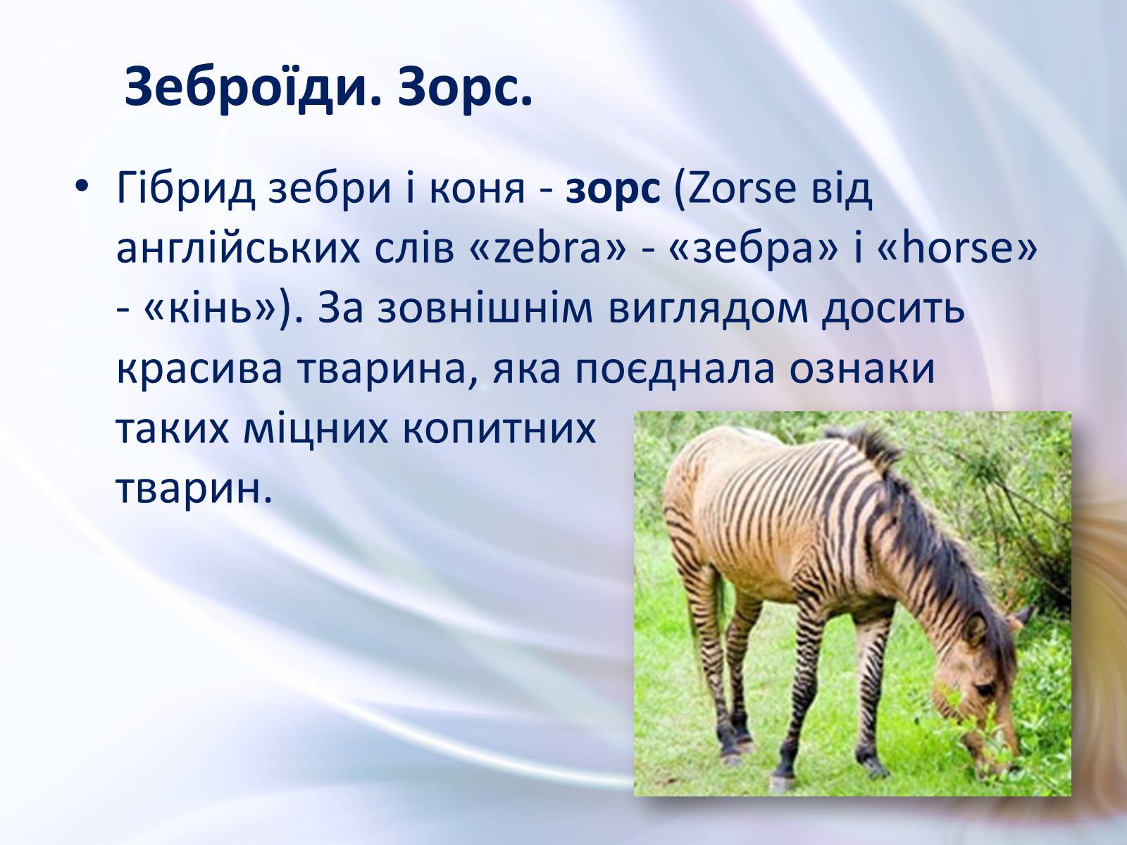 Презентація на тему «Віддалена гібридизація тварин» - Слайд #5 Презентація на тему «Віддалена гібридизація тварин» - Слайд #5
