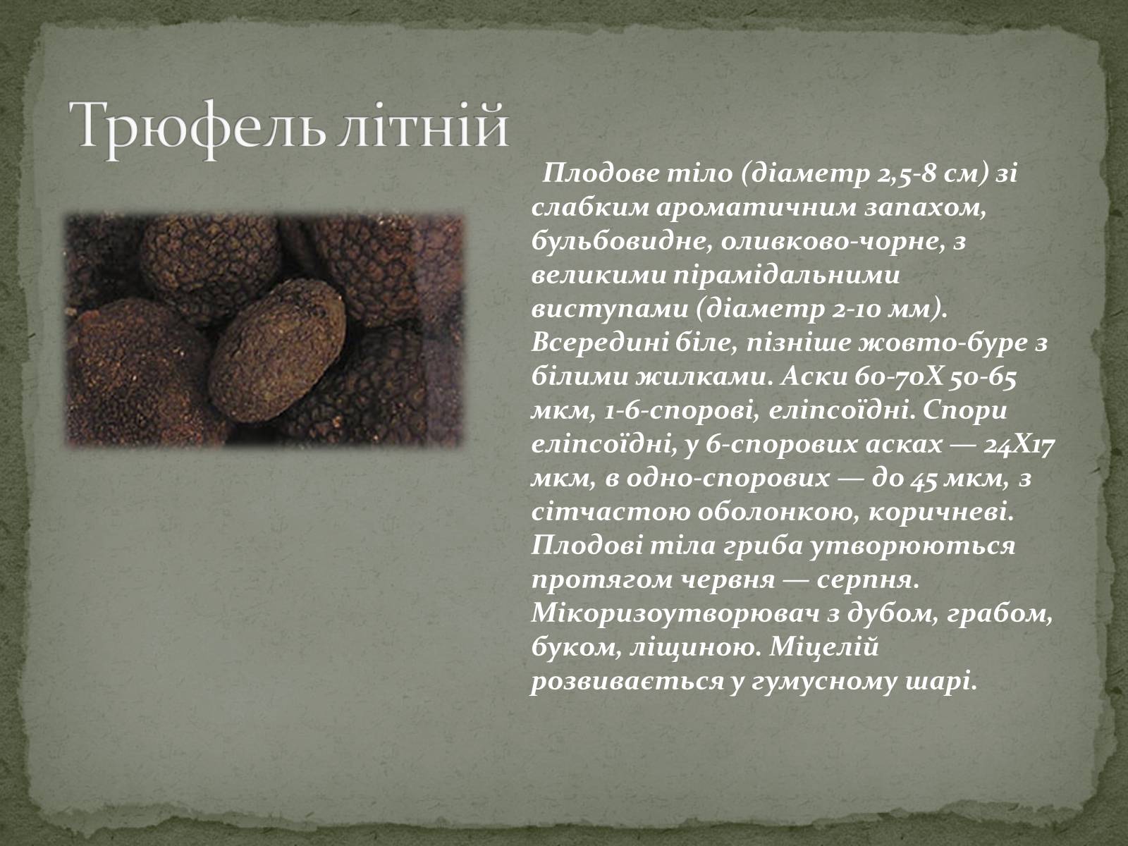 Презентація на тему «Цінність грибів. Червона книга України. Гриби» - Слайд #4 Презентація на тему «Цінність грибів. Червона книга України. Гриби» - Слайд #4