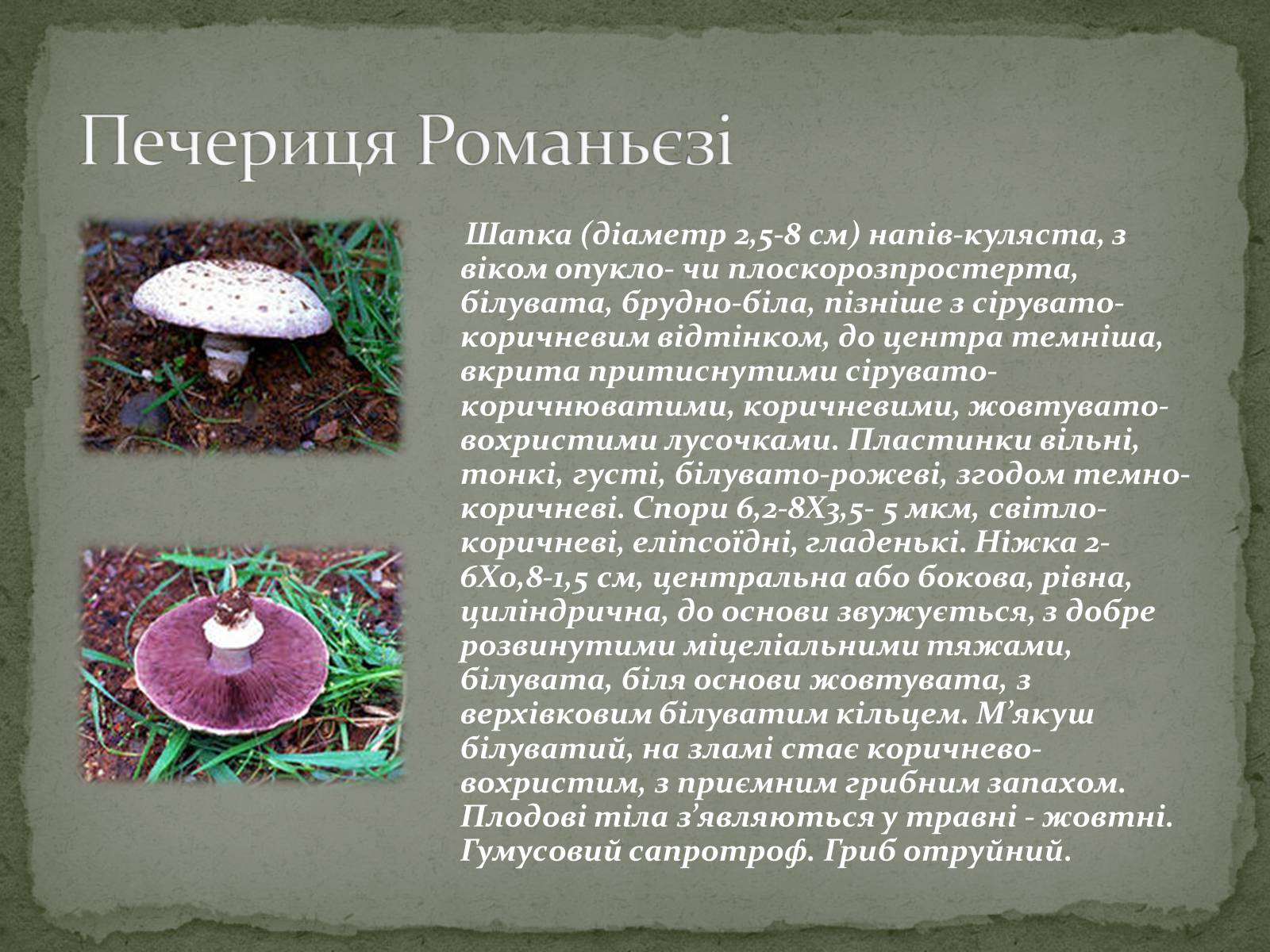 Презентація на тему «Цінність грибів. Червона книга України. Гриби» - Слайд #5 Презентація на тему «Цінність грибів. Червона книга України. Гриби» - Слайд #5