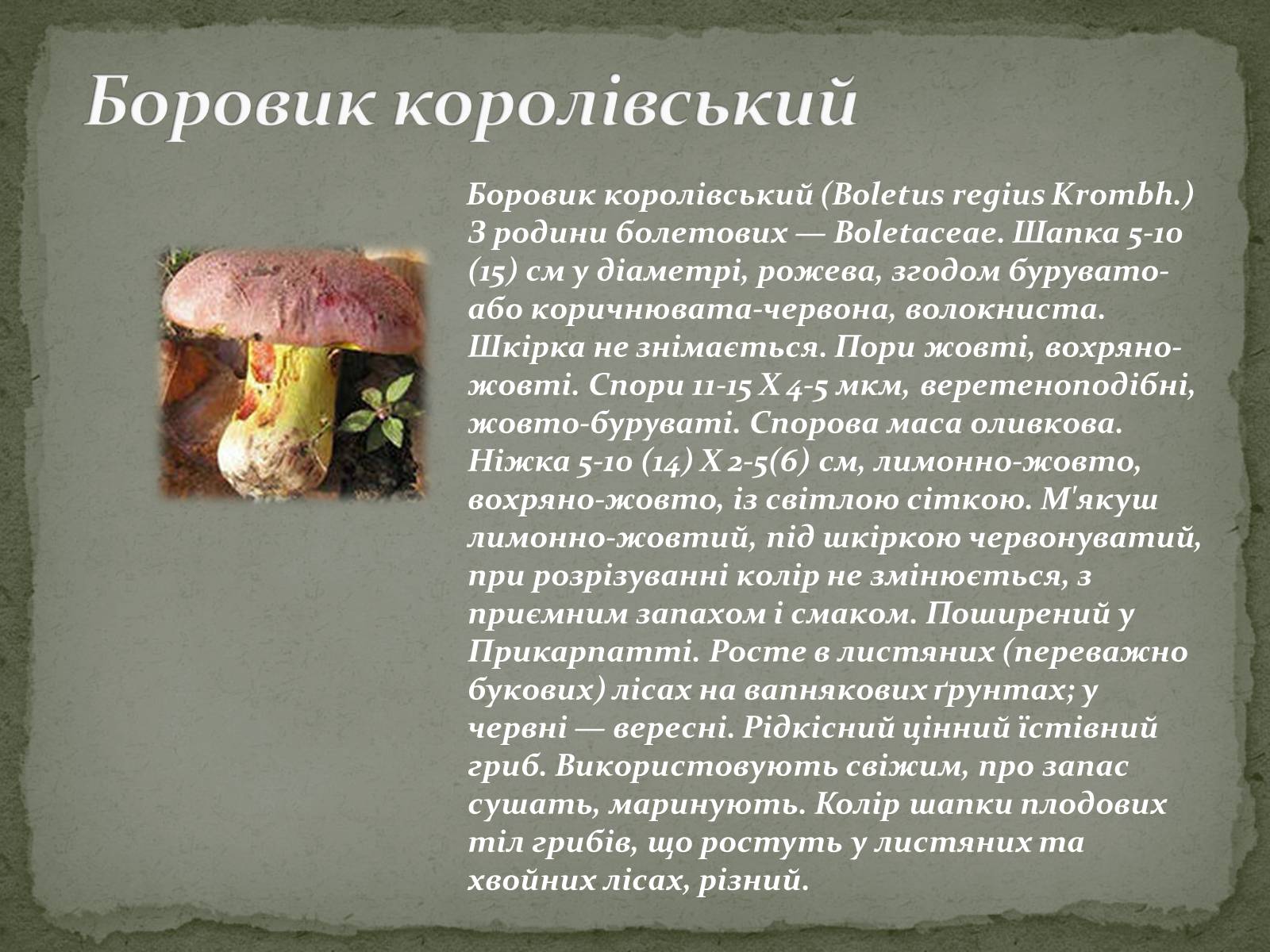 Презентація на тему «Цінність грибів. Червона книга України. Гриби» - Слайд #6 Презентація на тему «Цінність грибів. Червона книга України. Гриби» - Слайд #6