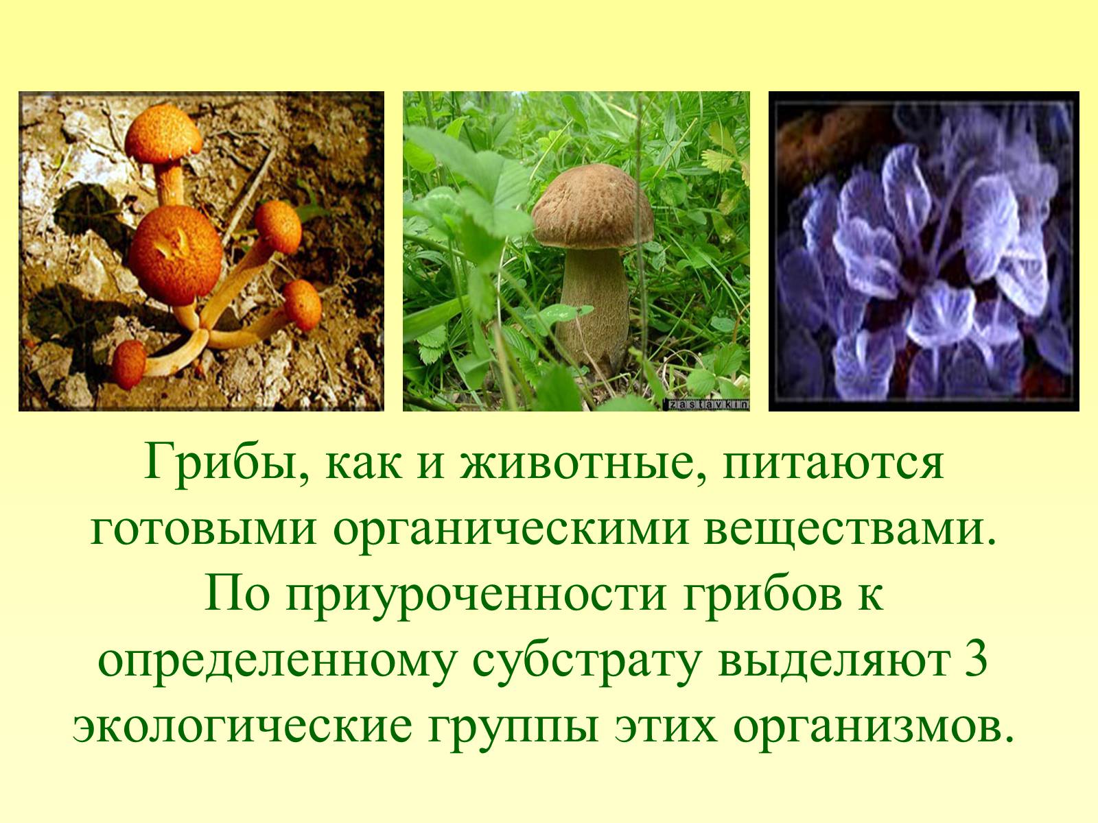 Презентація на тему «РОЛЬ ГРИБОВ В ПРИРОДЕ И ЖИЗНИ ЧЕЛОВЕКА» - Слайд #3 Презентація на тему «РОЛЬ ГРИБОВ В ПРИРОДЕ И ЖИЗНИ ЧЕЛОВЕКА» - Слайд #3