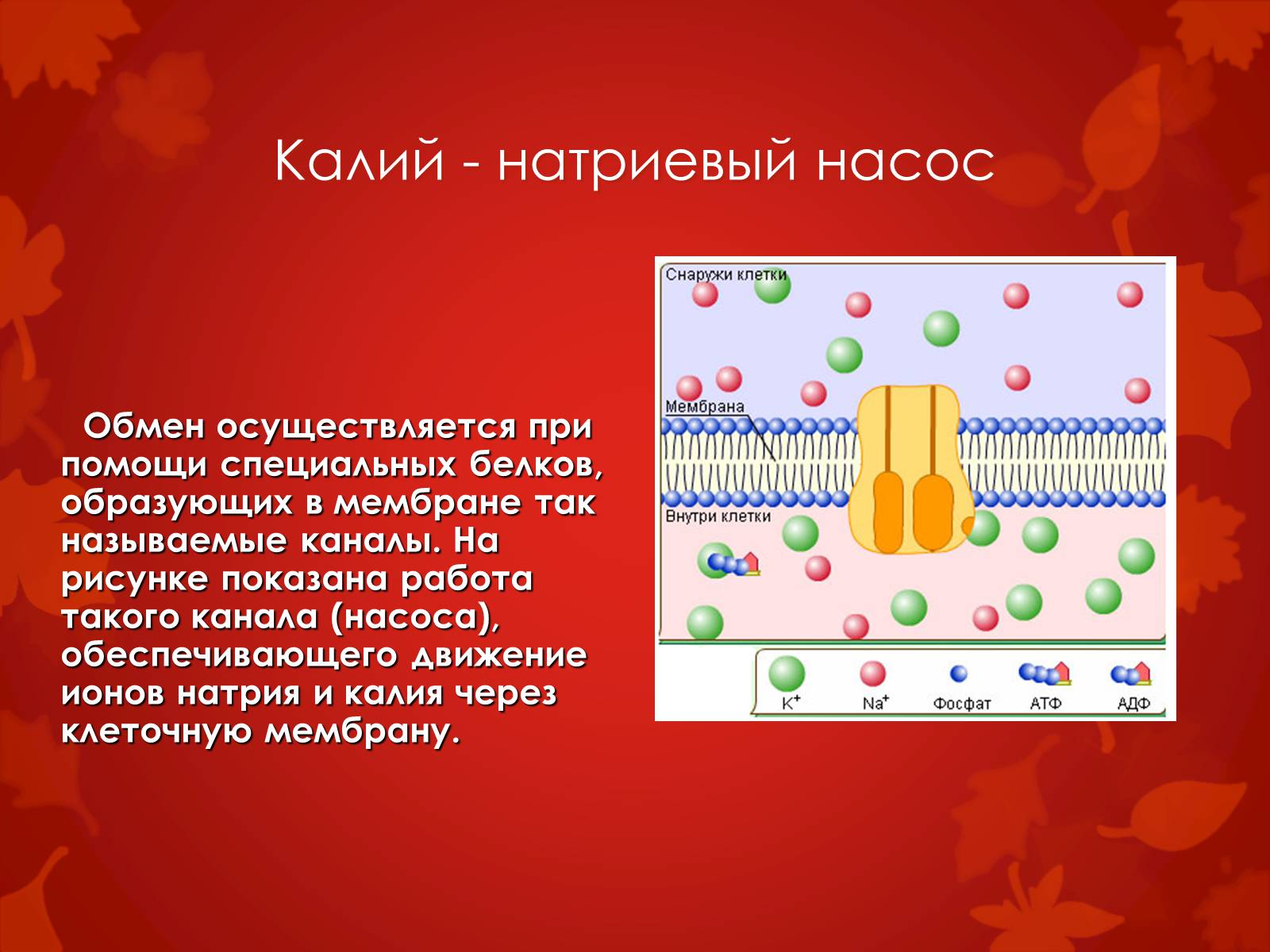 Презентація на тему «Строение клетки и её функции» - Слайд #10 Презентація на тему «Строение клетки и её функции» - Слайд #10