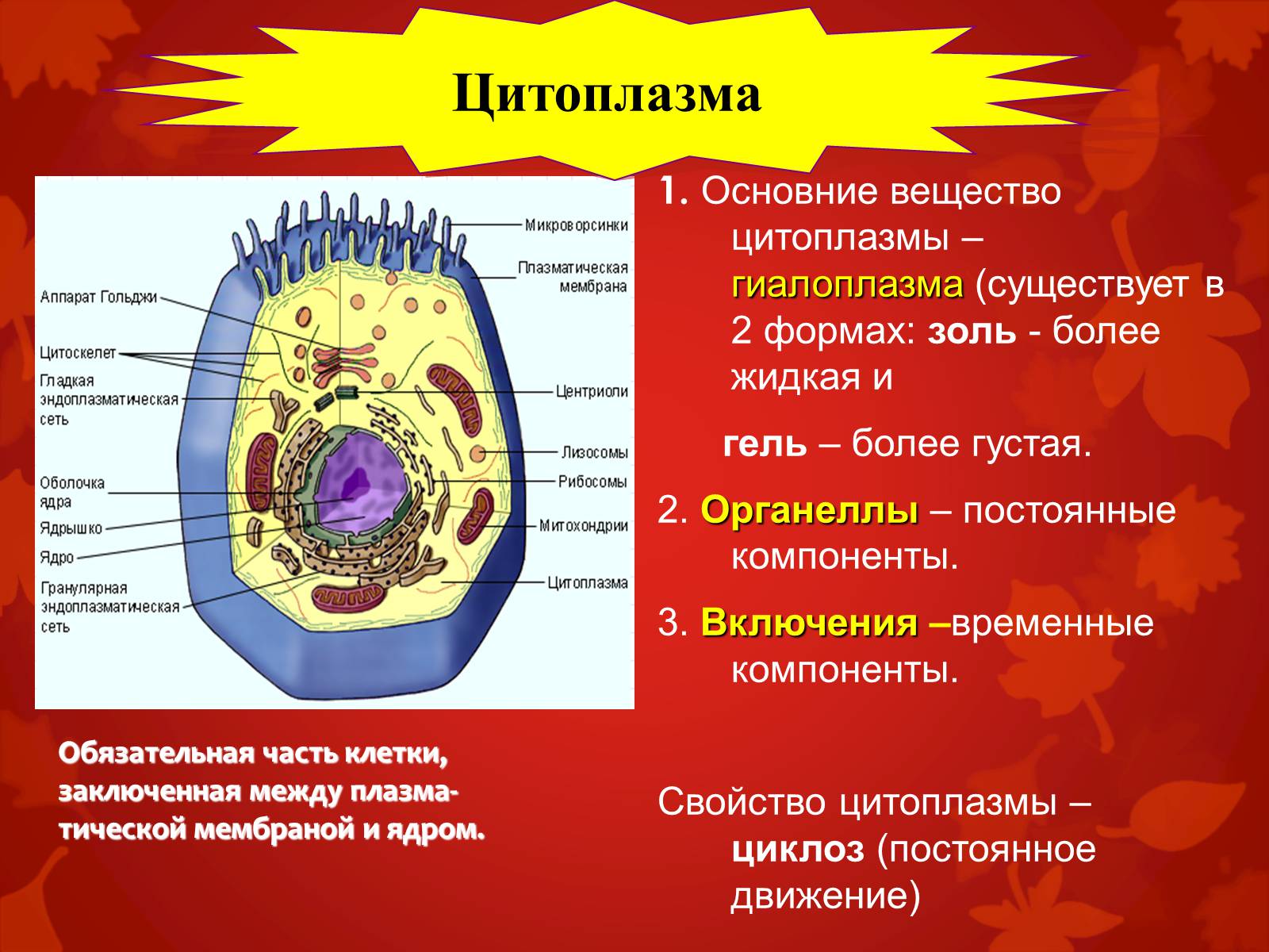 Презентація на тему «Строение клетки и её функции» - Слайд #13 Презентація на тему «Строение клетки и её функции» - Слайд #13