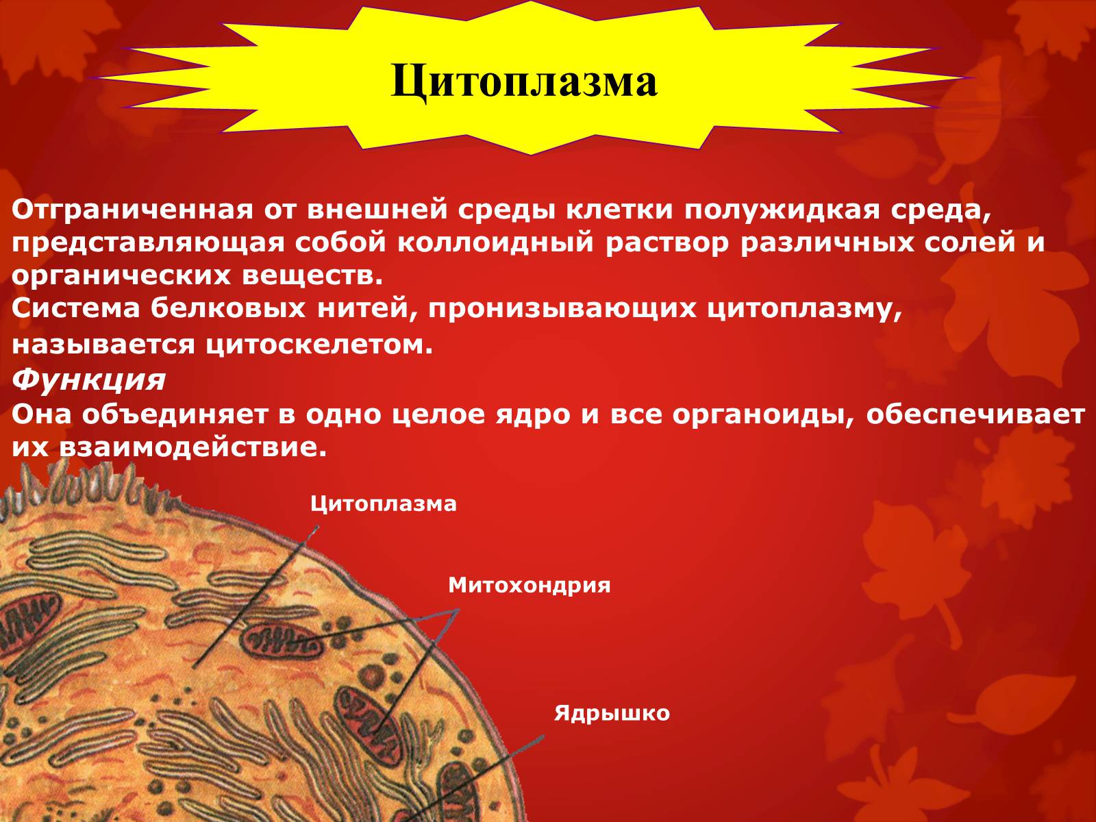 Презентація на тему «Строение клетки и её функции» - Слайд #14 Презентація на тему «Строение клетки и её функции» - Слайд #14