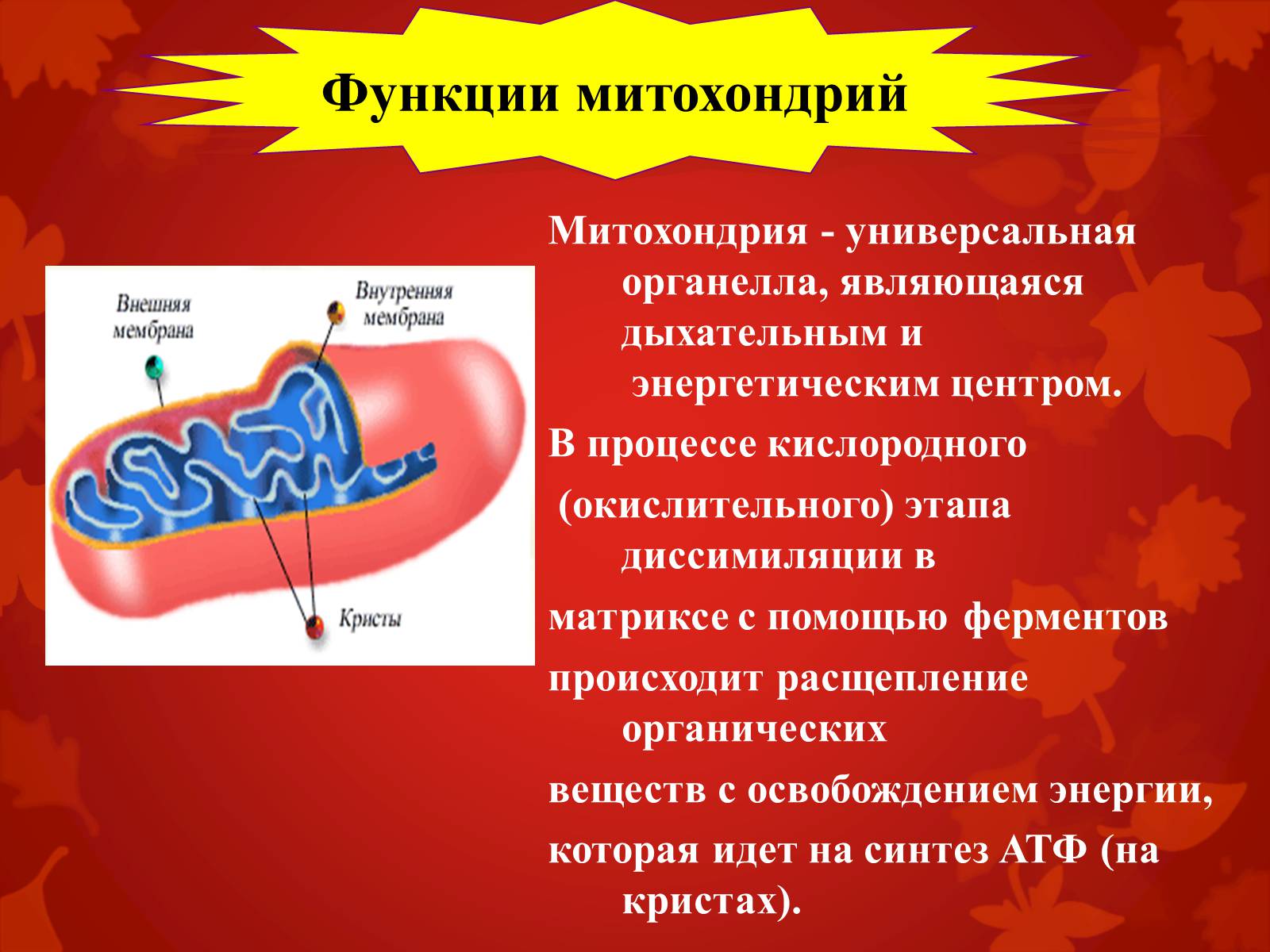Презентація на тему «Строение клетки и её функции» - Слайд #17 Презентація на тему «Строение клетки и её функции» - Слайд #17