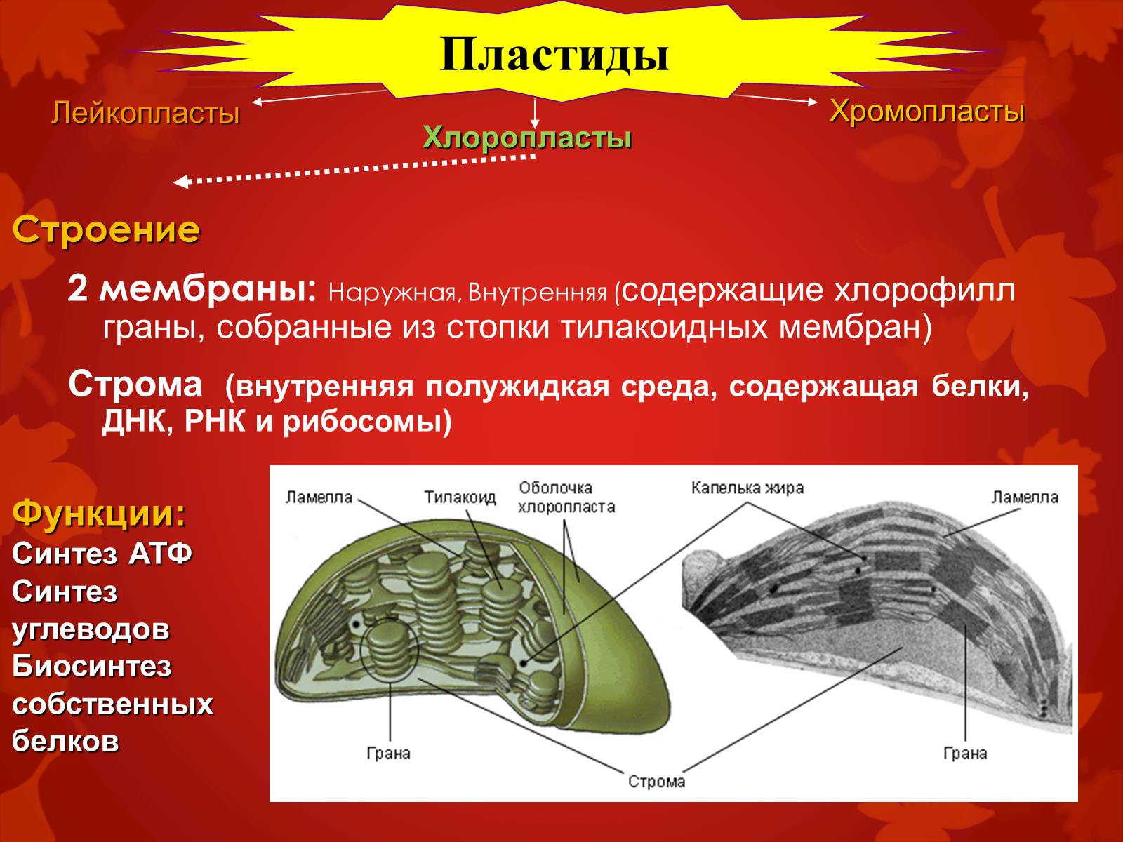 Презентація на тему «Строение клетки и её функции» - Слайд #18 Презентація на тему «Строение клетки и её функции» - Слайд #18