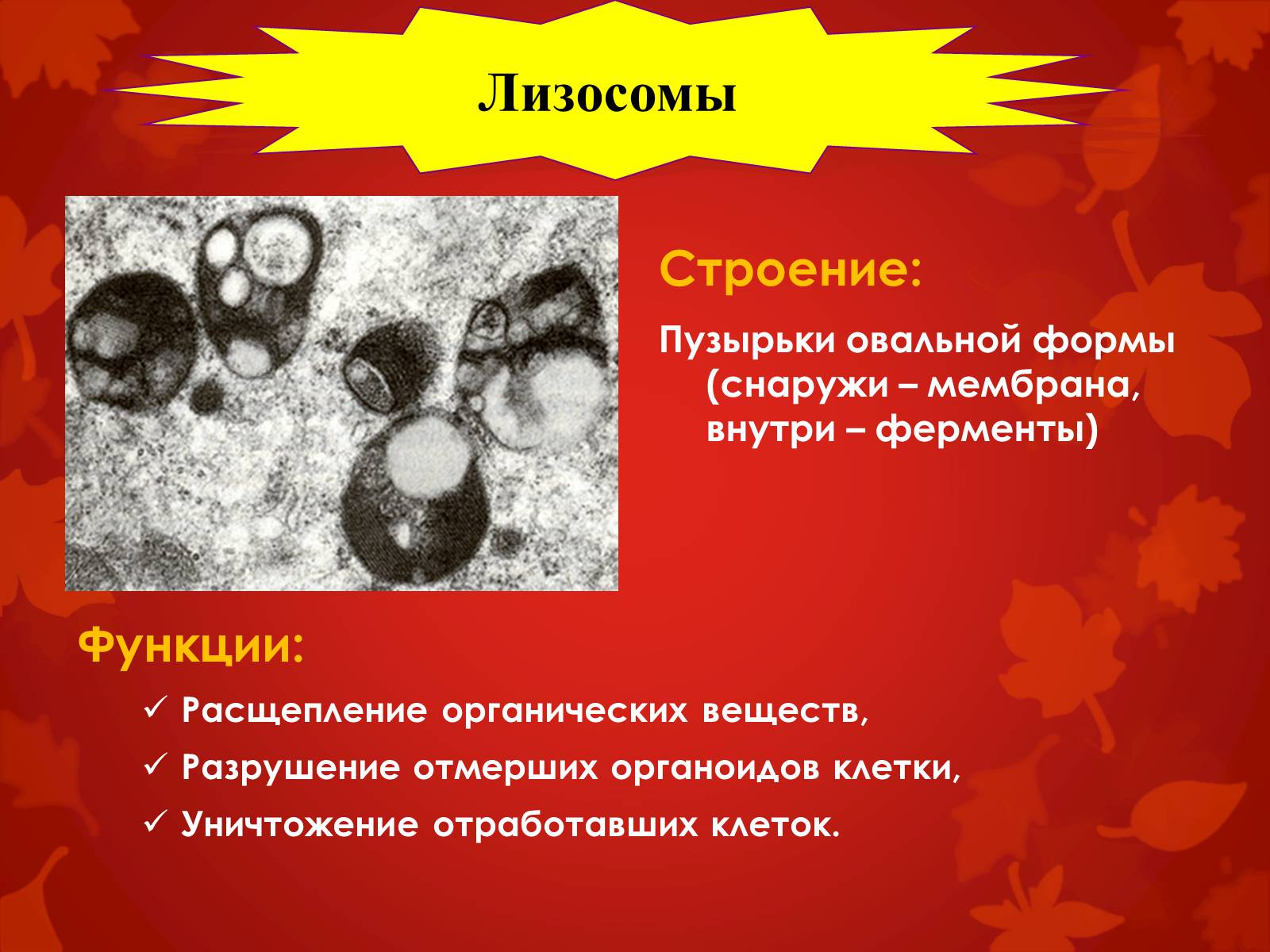 Презентація на тему «Строение клетки и её функции» - Слайд #21 Презентація на тему «Строение клетки и её функции» - Слайд #21