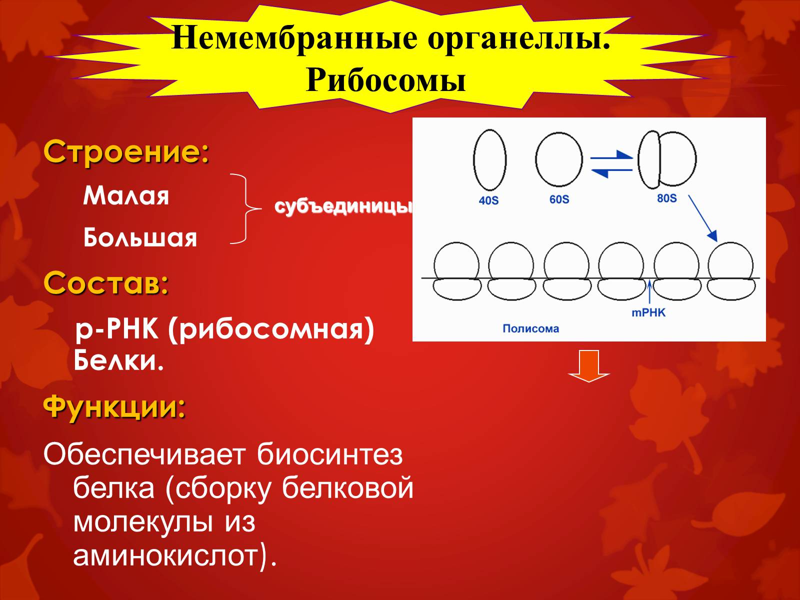 Презентація на тему «Строение клетки и её функции» - Слайд #23 Презентація на тему «Строение клетки и её функции» - Слайд #23