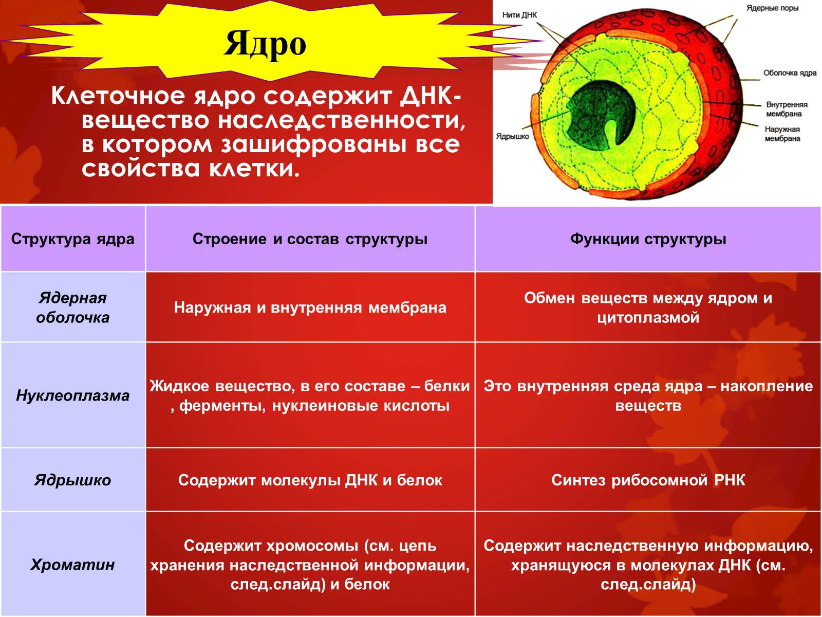 Презентація на тему «Строение клетки и её функции» - Слайд #27 Презентація на тему «Строение клетки и её функции» - Слайд #27