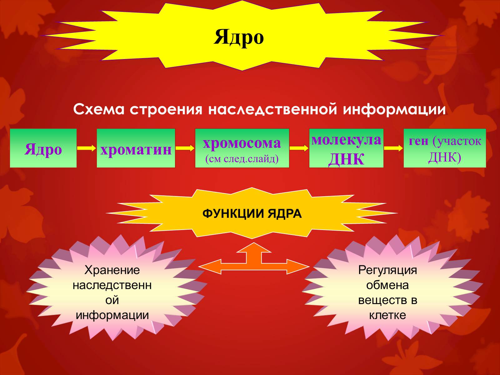 Презентація на тему «Строение клетки и её функции» - Слайд #28 Презентація на тему «Строение клетки и её функции» - Слайд #28