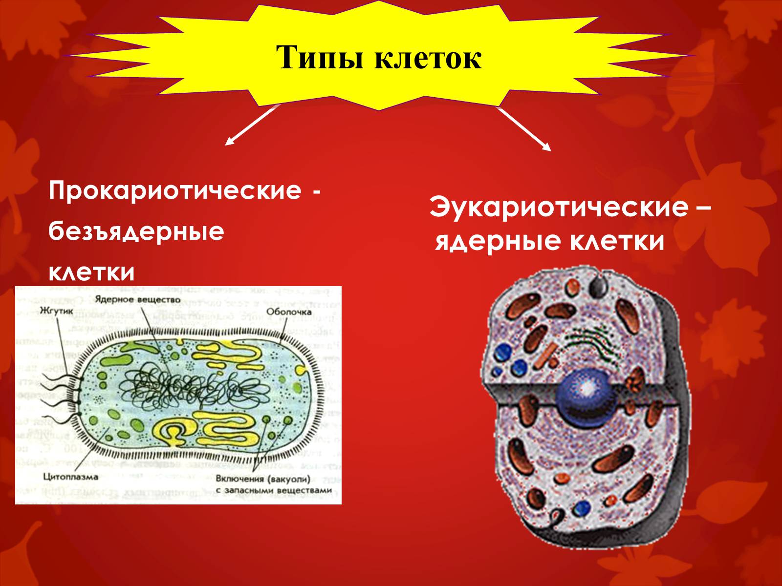 Презентація на тему «Строение клетки и её функции» - Слайд #5 Презентація на тему «Строение клетки и её функции» - Слайд #5