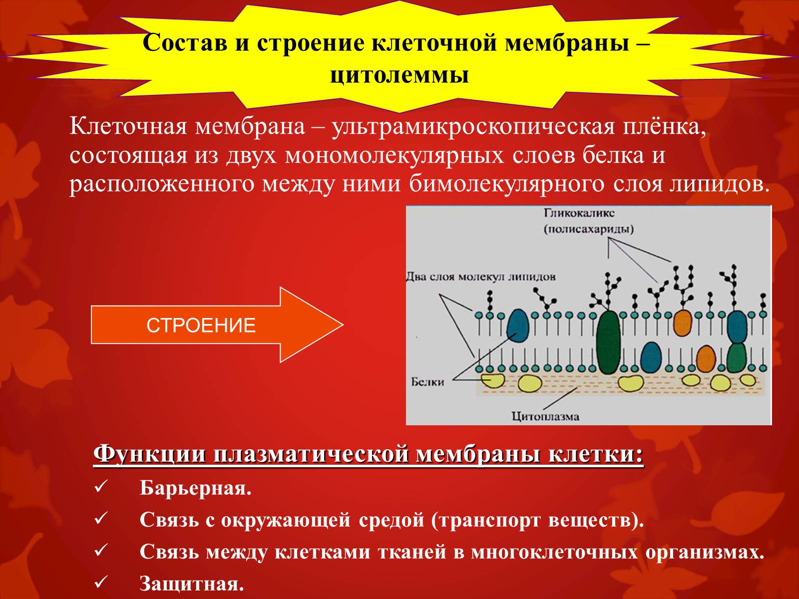 Презентація на тему «Строение клетки и её функции» - Слайд #6 Презентація на тему «Строение клетки и её функции» - Слайд #6