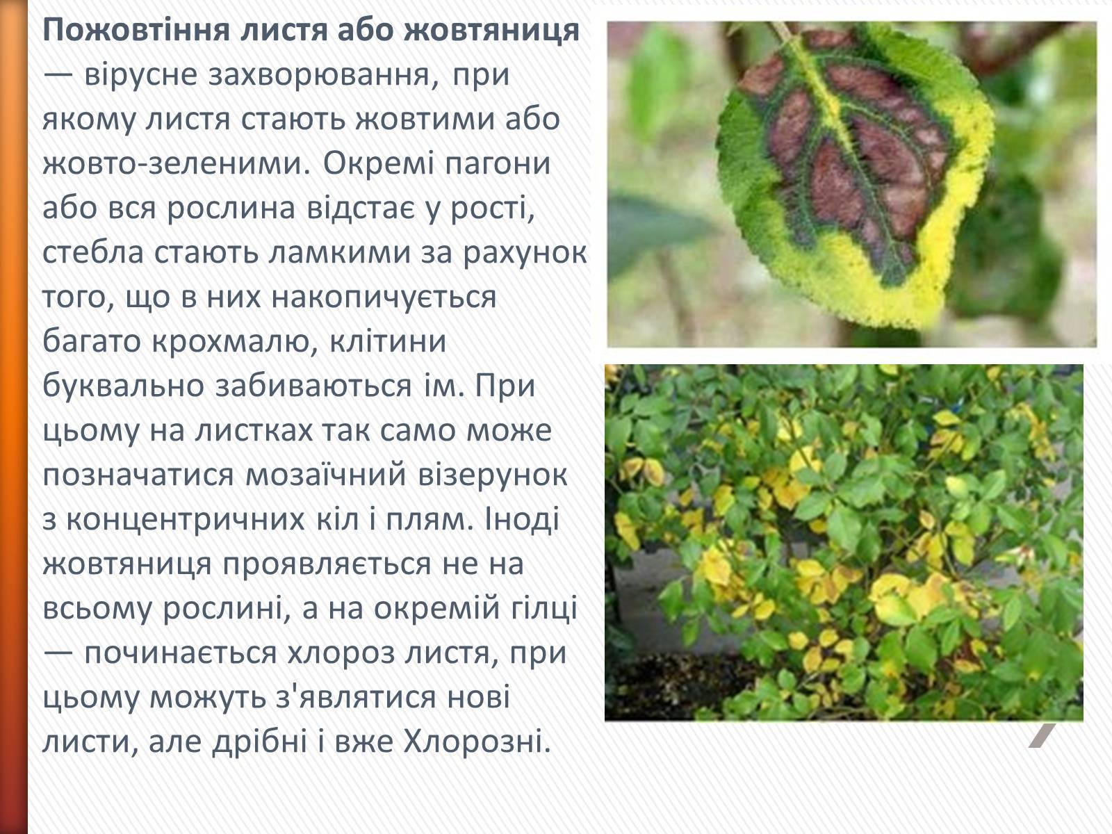 Презентація на тему «Хвороби рослин» - Слайд #11 Презентація на тему «Хвороби рослин» - Слайд #11
