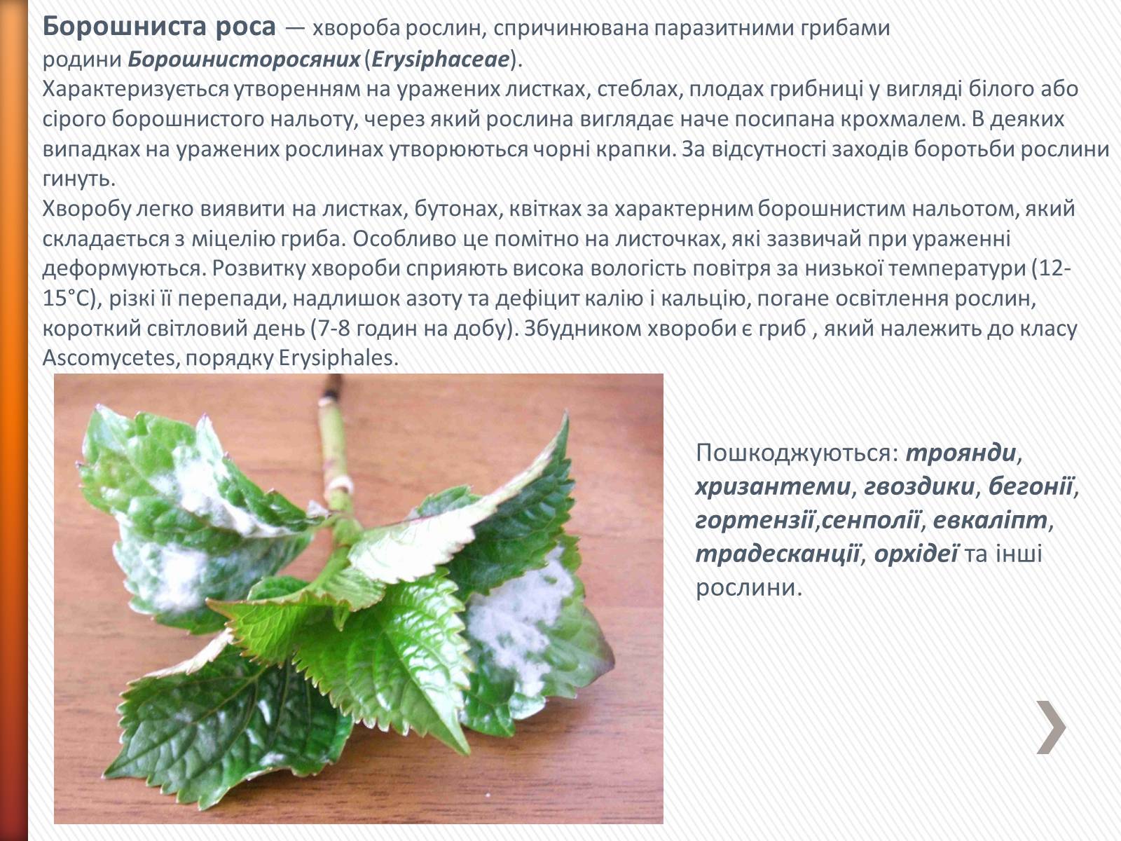 Презентація на тему «Хвороби рослин» - Слайд #4 Презентація на тему «Хвороби рослин» - Слайд #4
