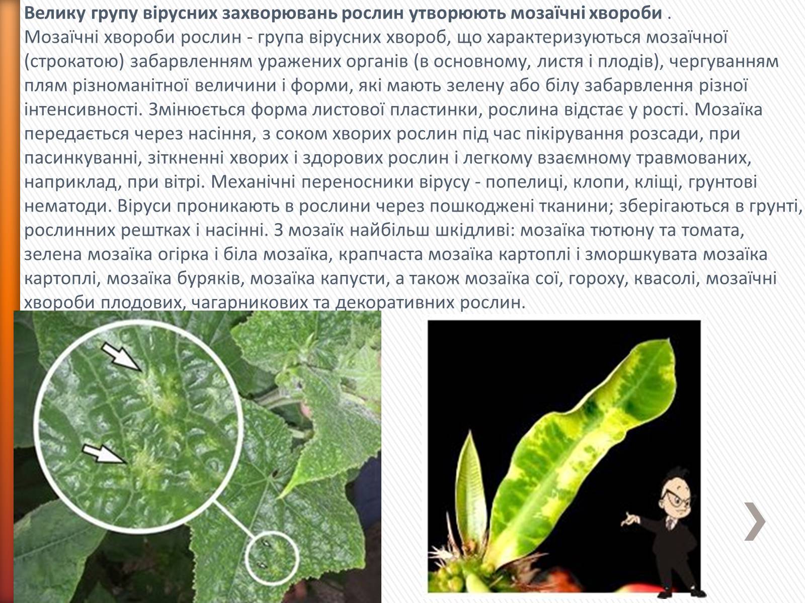 Презентація на тему «Хвороби рослин» - Слайд #5 Презентація на тему «Хвороби рослин» - Слайд #5
