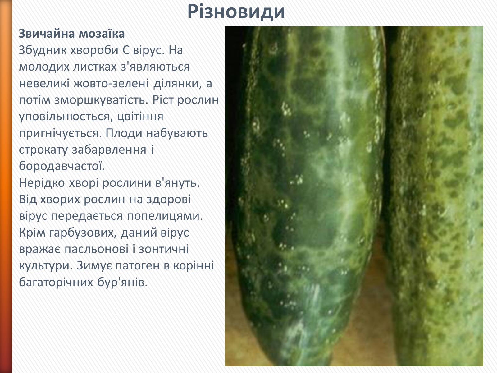 Презентація на тему «Хвороби рослин» - Слайд #7 Презентація на тему «Хвороби рослин» - Слайд #7