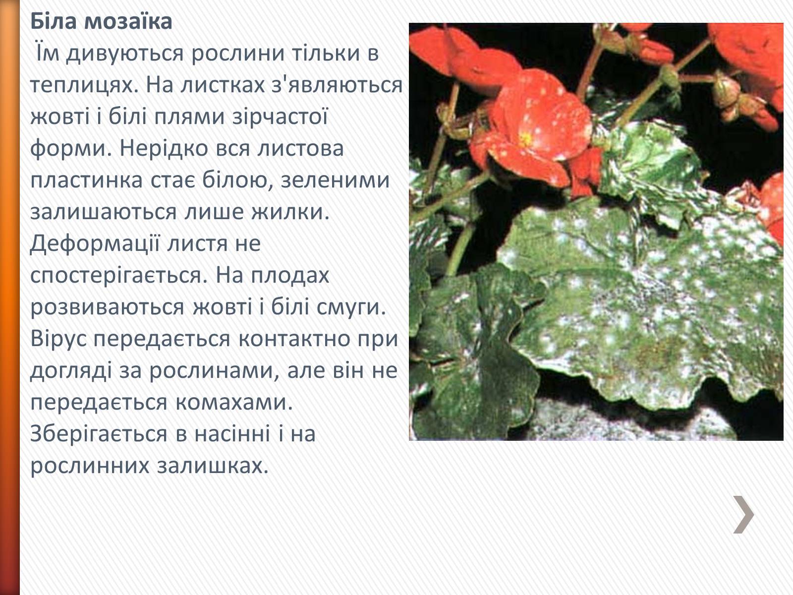 Презентація на тему «Хвороби рослин» - Слайд #9 Презентація на тему «Хвороби рослин» - Слайд #9