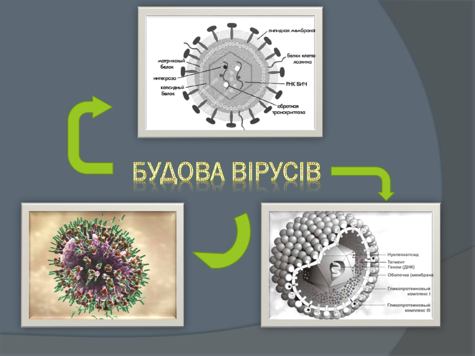 Презентація на тему «Вірусні захворювання» (варіант 2) - Слайд #2 Презентація на тему «Вірусні захворювання» (варіант 2) - Слайд #2