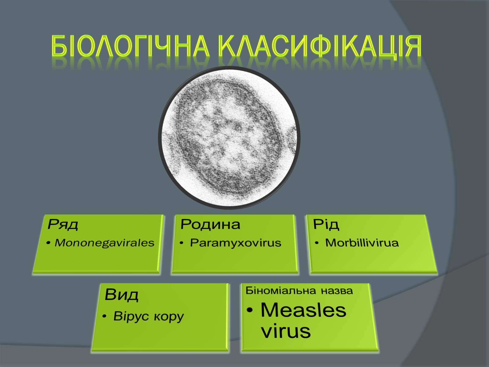 Презентація на тему «Вірусні захворювання» (варіант 2) - Слайд #4 Презентація на тему «Вірусні захворювання» (варіант 2) - Слайд #4