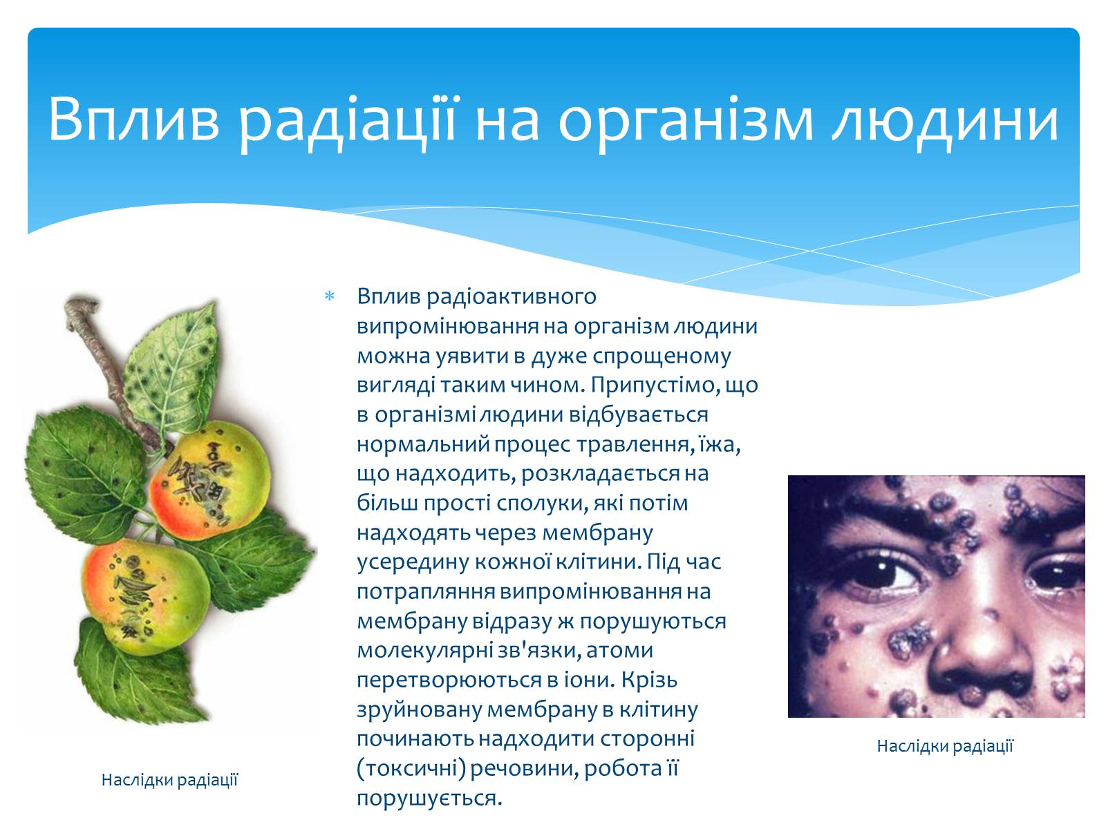 Презентація на тему «Біологічний вплив радіоактивного випромінювання» (варіант 1) - Слайд #3 Презентація на тему «Біологічний вплив радіоактивного випромінювання» (варіант 1) - Слайд #3