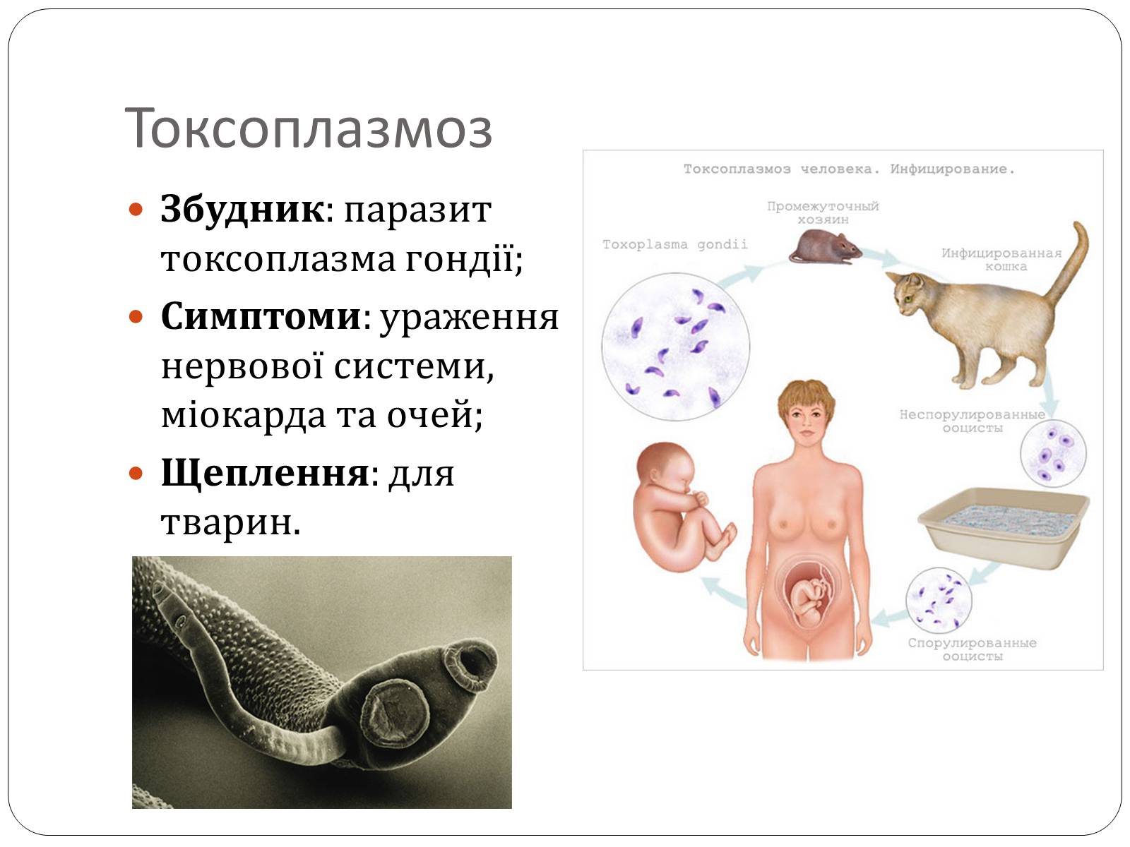 Презентація на тему «Інфекційні захворювання» (варіант 3) - Слайд #7 Презентація на тему «Інфекційні захворювання» (варіант 3) - Слайд #7