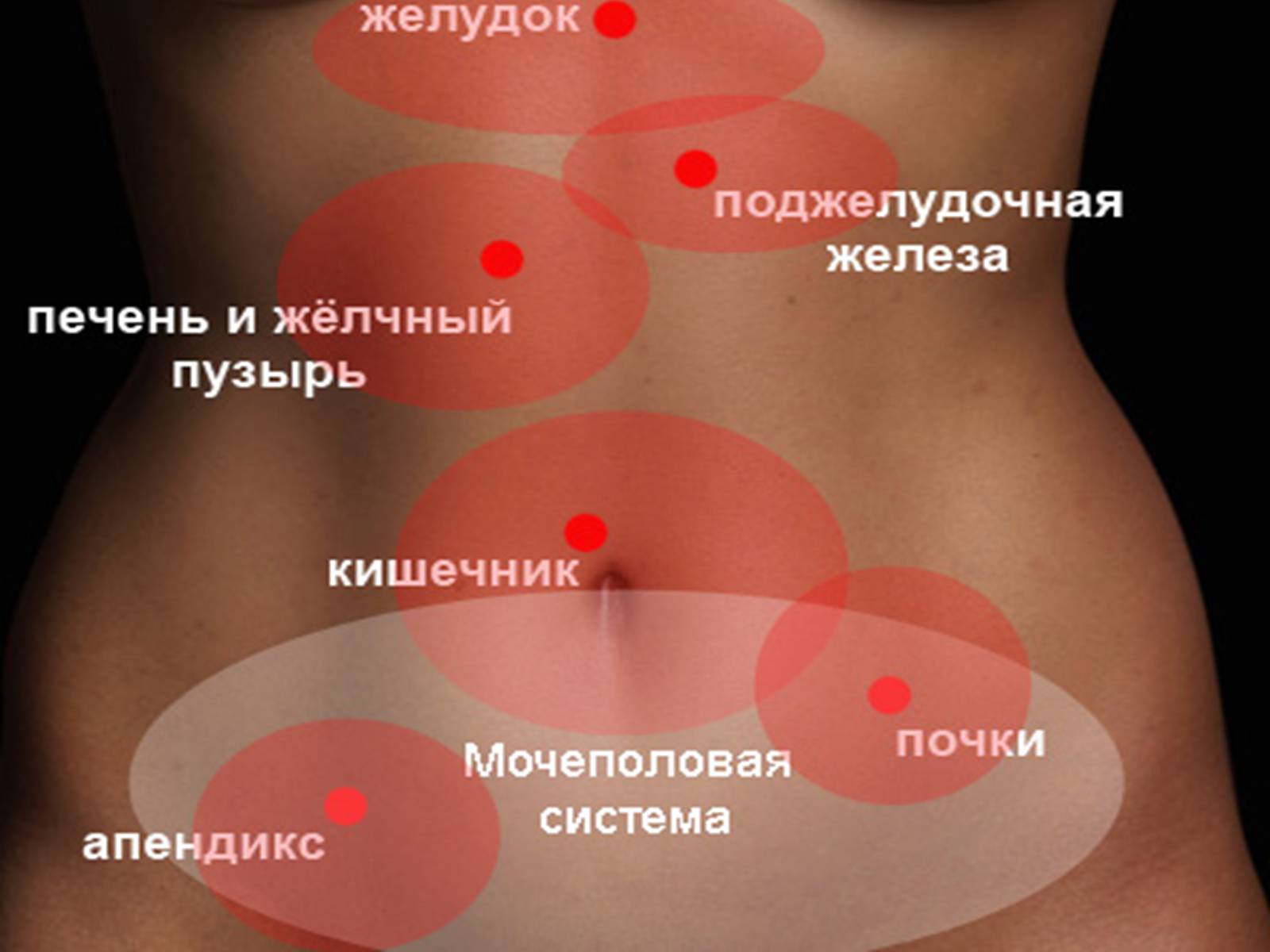 Презентація на тему «Боль в животе» - Слайд #2 Презентація на тему «Боль в животе» - Слайд #2