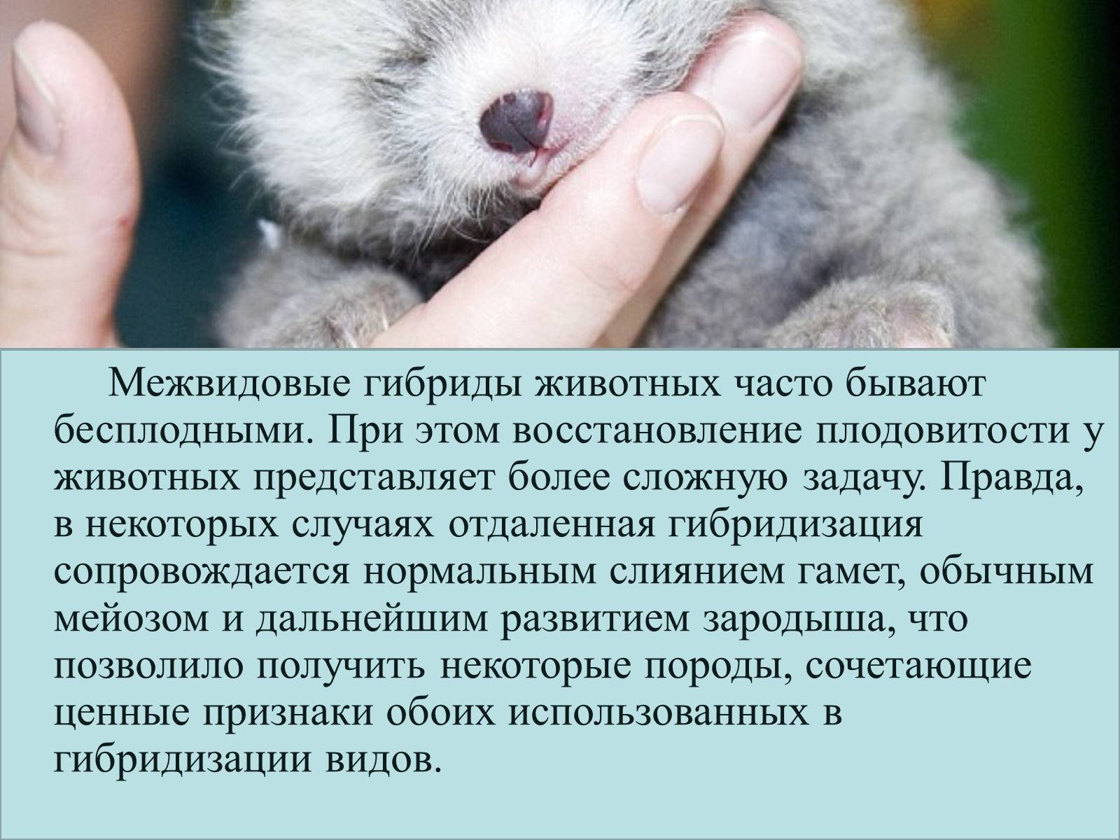 Презентація на тему «Селекция животных» (варіант 2) - Слайд #13 Презентація на тему «Селекция животных» (варіант 2) - Слайд #13