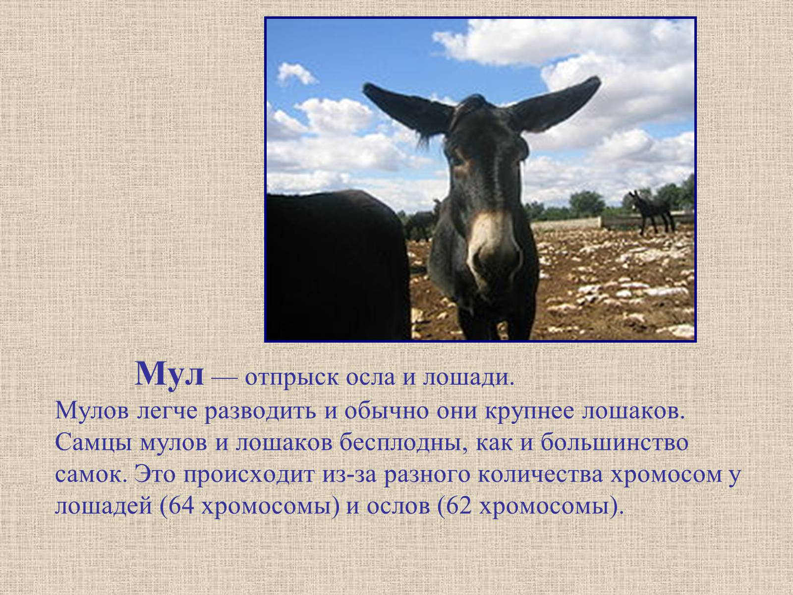 Презентація на тему «Селекция животных» (варіант 2) - Слайд #14 Презентація на тему «Селекция животных» (варіант 2) - Слайд #14