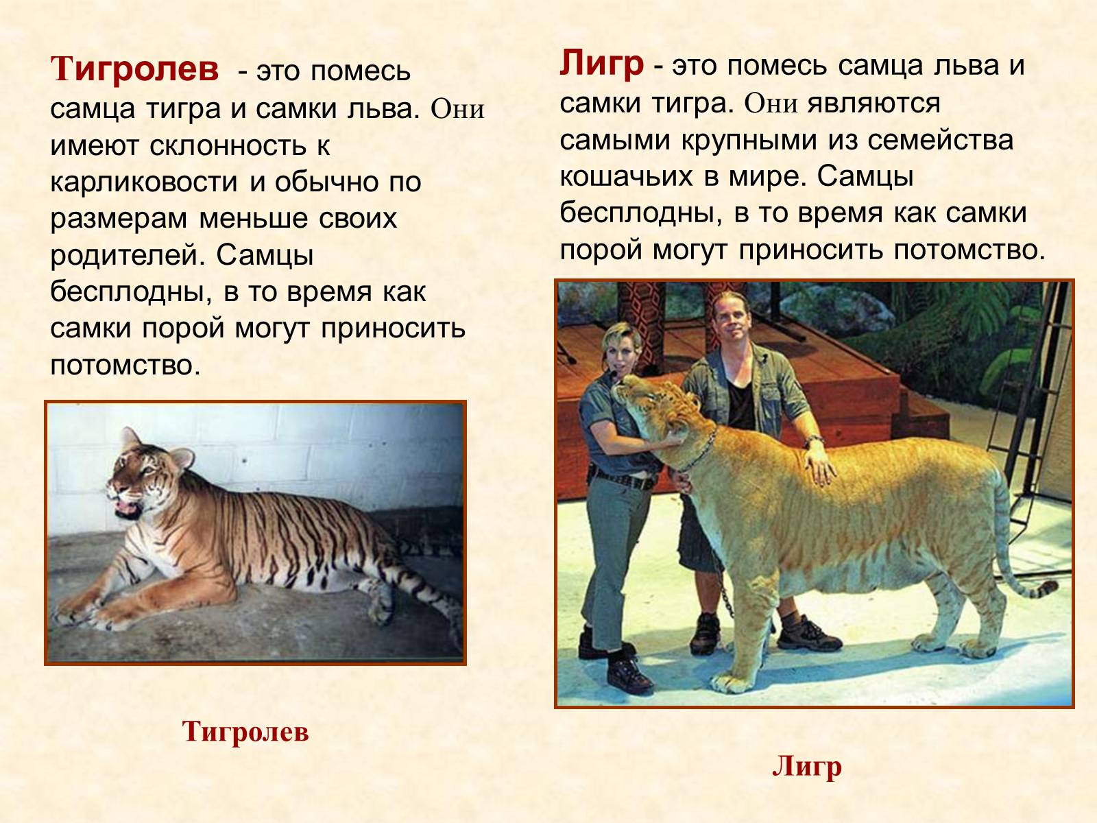 Презентація на тему «Селекция животных» (варіант 2) - Слайд #15 Презентація на тему «Селекция животных» (варіант 2) - Слайд #15