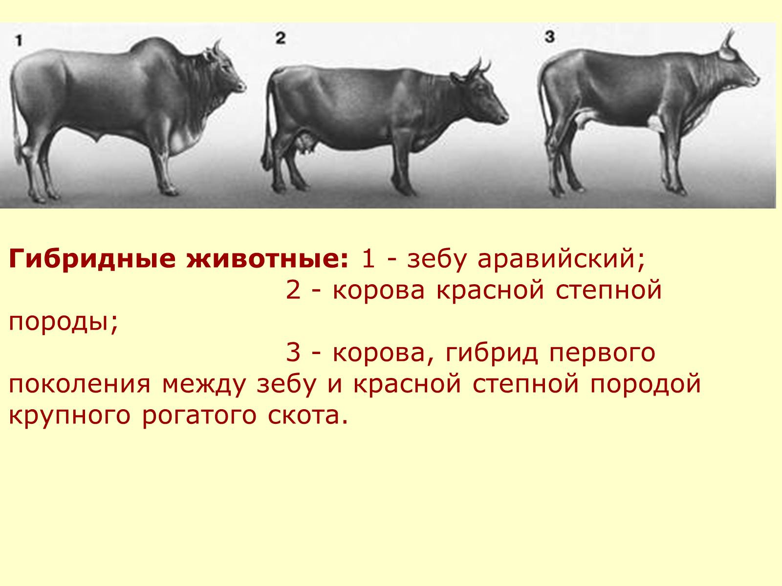 Презентація на тему «Селекция животных» (варіант 2) - Слайд #24 Презентація на тему «Селекция животных» (варіант 2) - Слайд #24