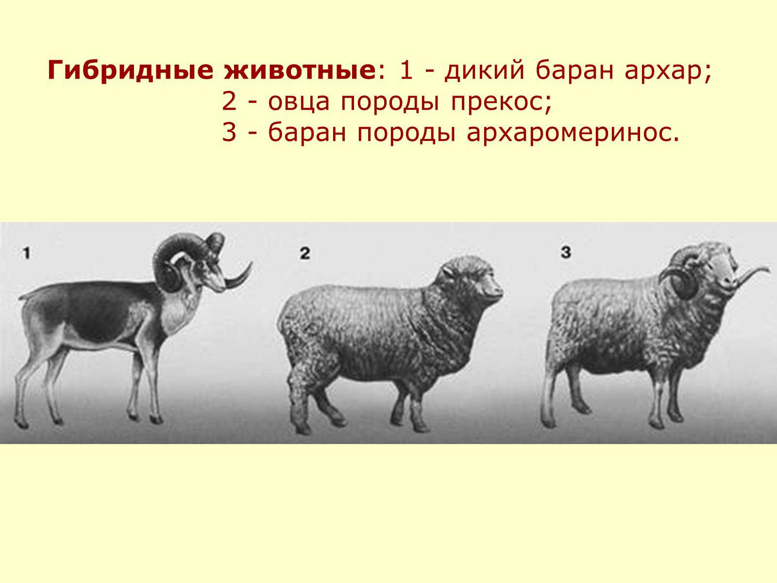 Презентація на тему «Селекция животных» (варіант 2) - Слайд #25 Презентація на тему «Селекция животных» (варіант 2) - Слайд #25