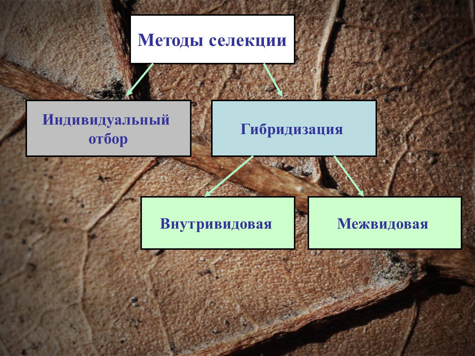 Презентація на тему «Селекция животных» (варіант 2) - Слайд #6 Презентація на тему «Селекция животных» (варіант 2) - Слайд #6